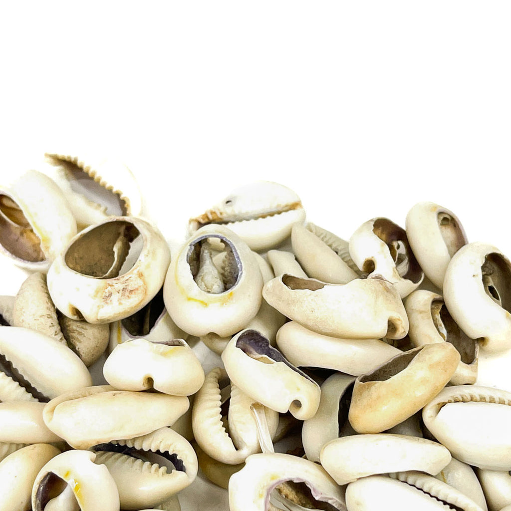 100 Cowrie Shells Congo