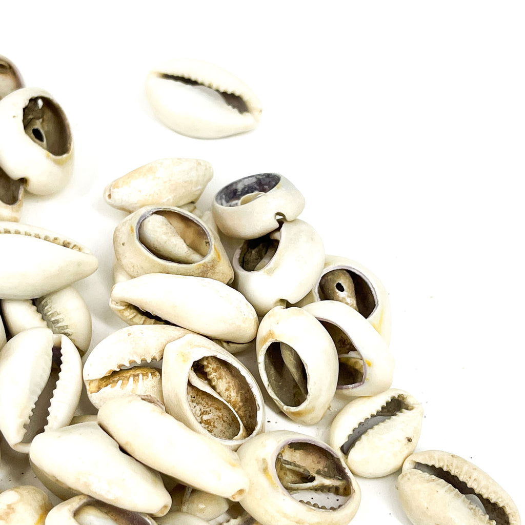100 Cowrie Shells Congo