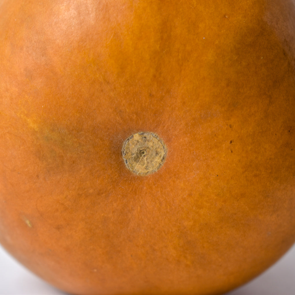 Calabash Shaker Gourd Asante Nigeria
