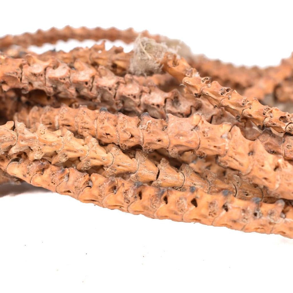Real Snake Vertebrae Trade Beads Nigeria