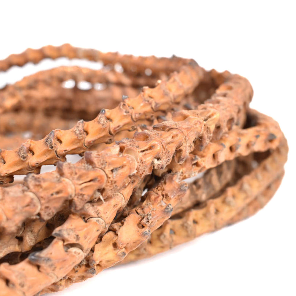 Real Snake Vertebrae Trade Beads Nigeria