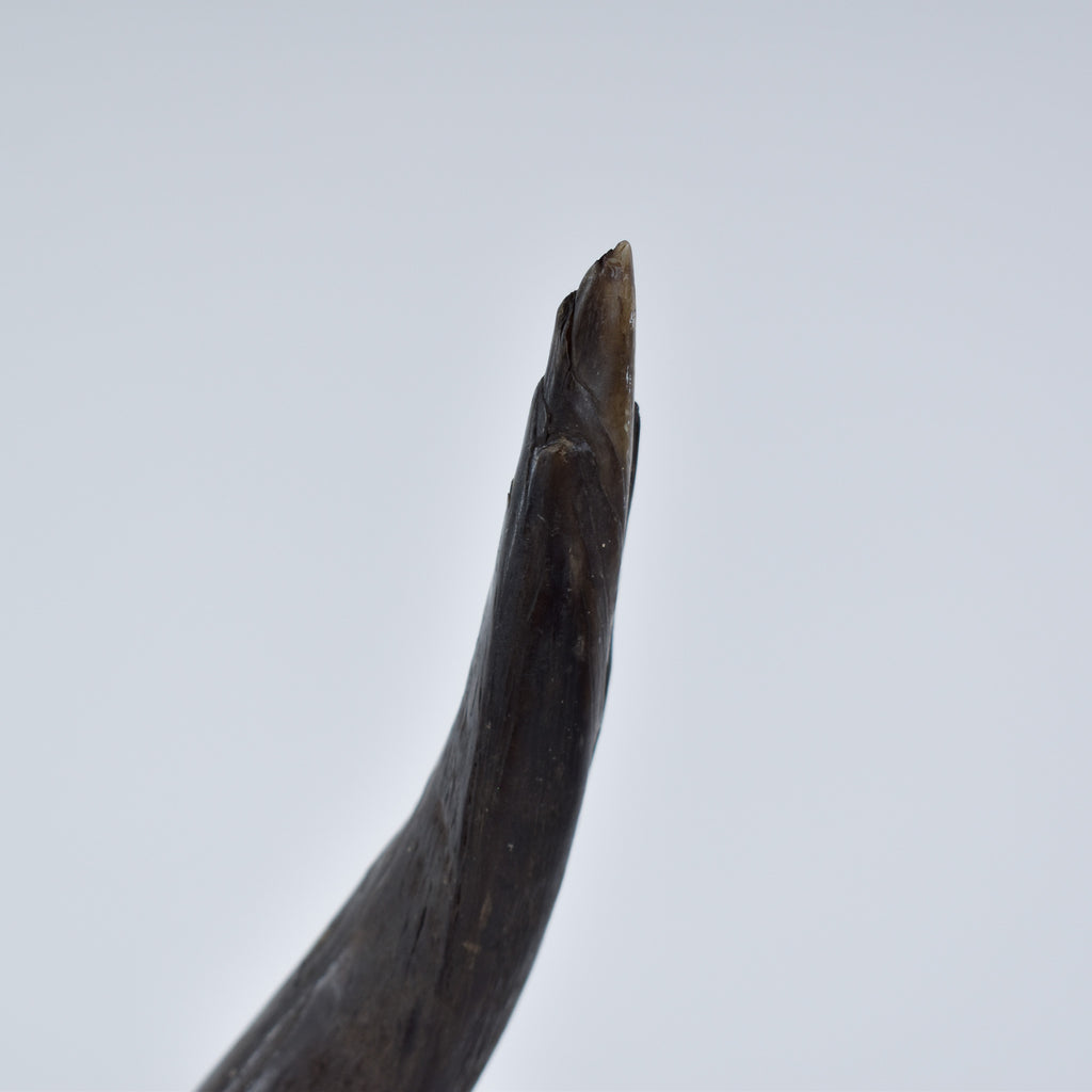 Songye Wooden Head Congo