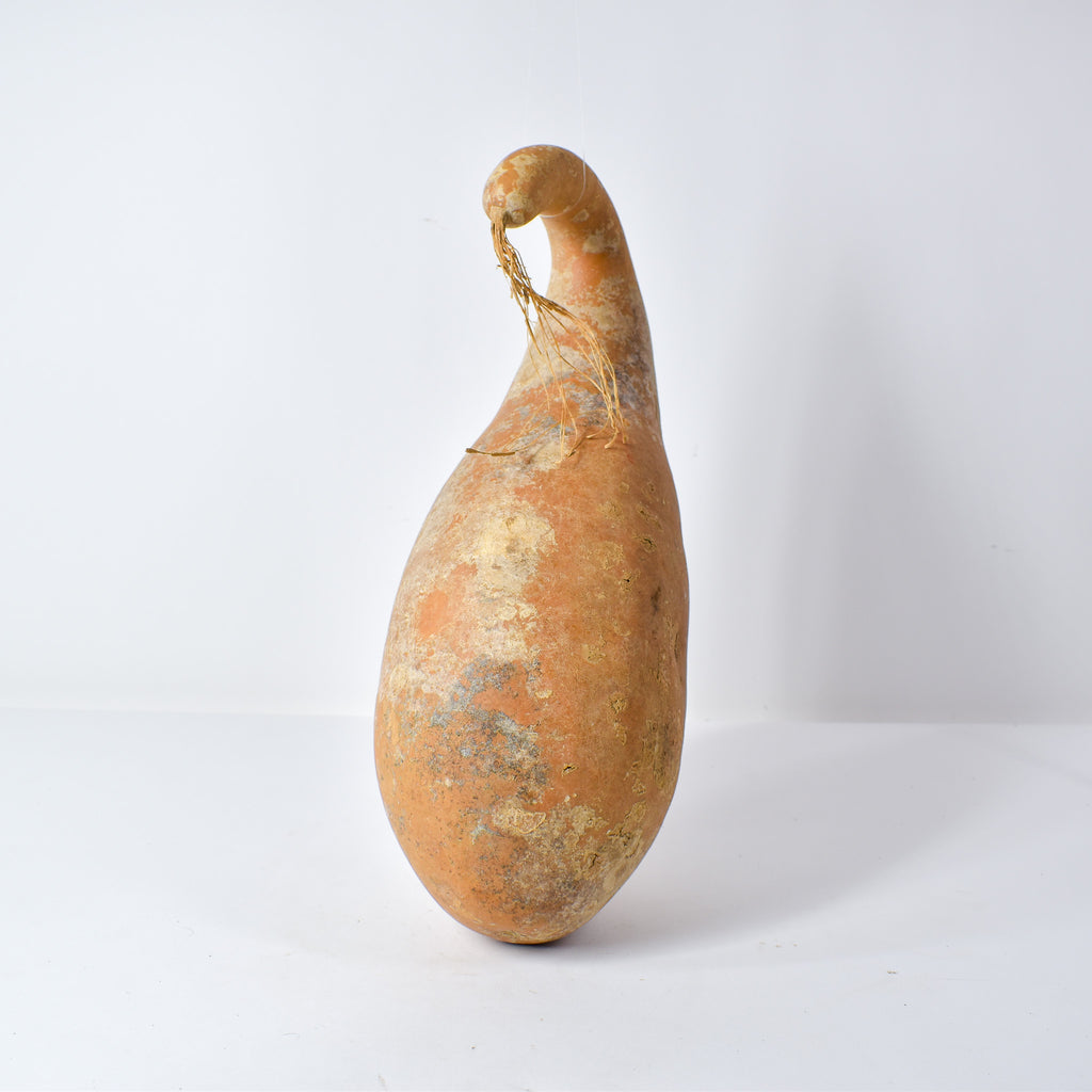 Calabash Gourd Nigeria