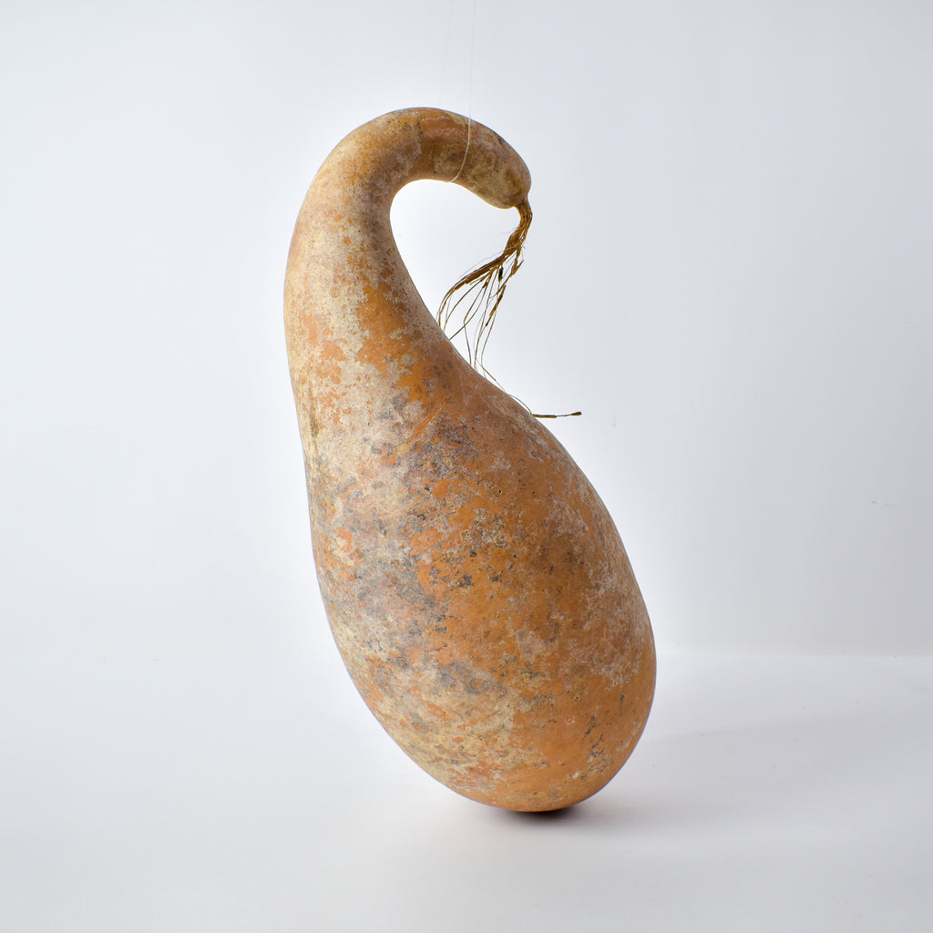 Calabash Gourd Nigeria
