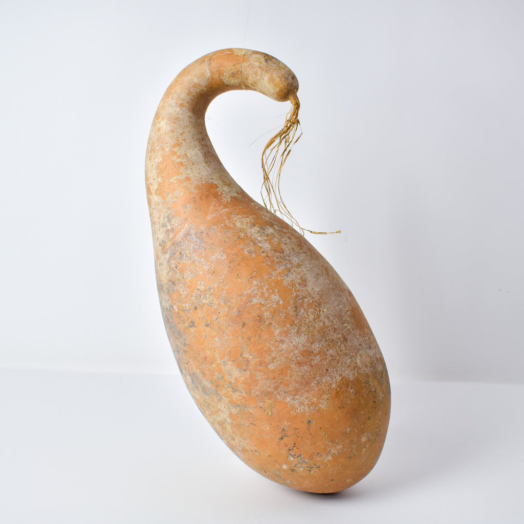 Calabash Gourd Nigeria