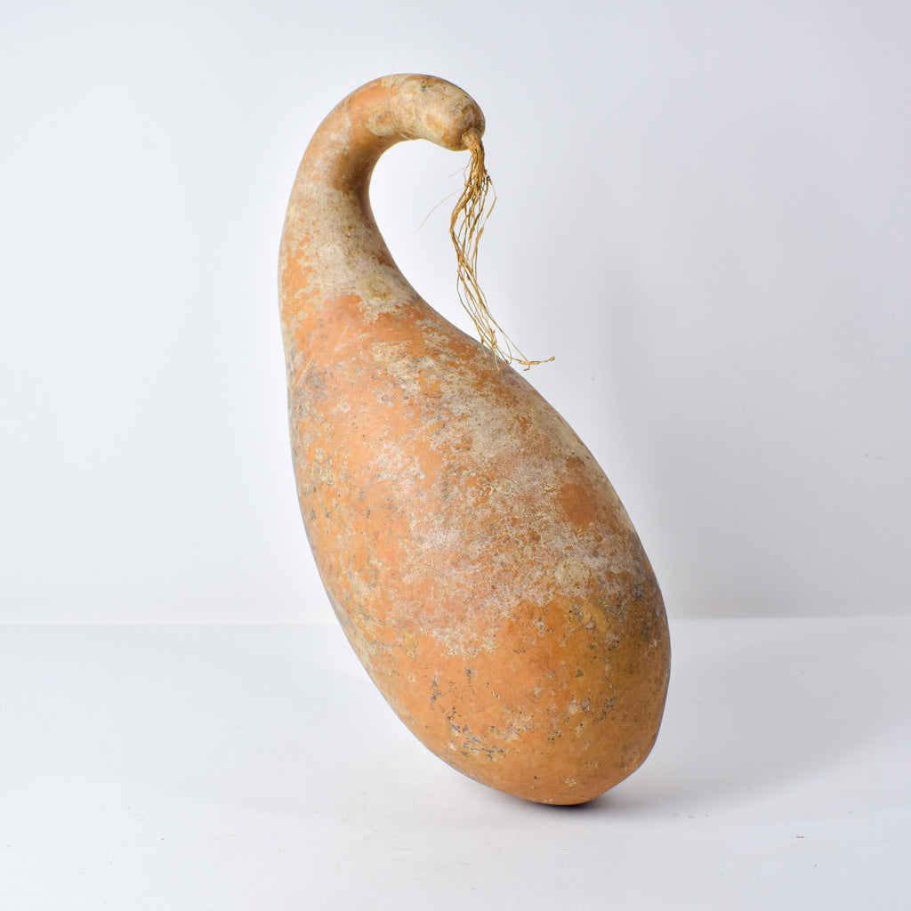 Calabash Gourd Nigeria