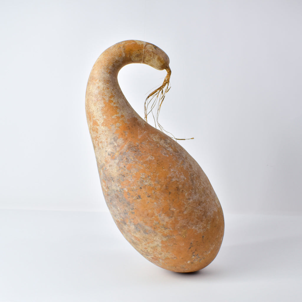 Calabash Gourd Nigeria