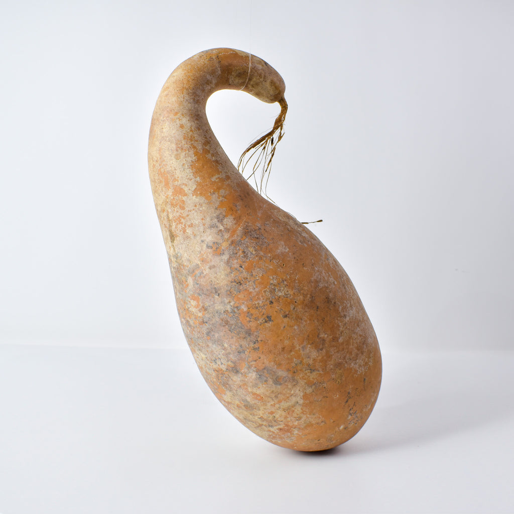 Calabash Gourd Nigeria