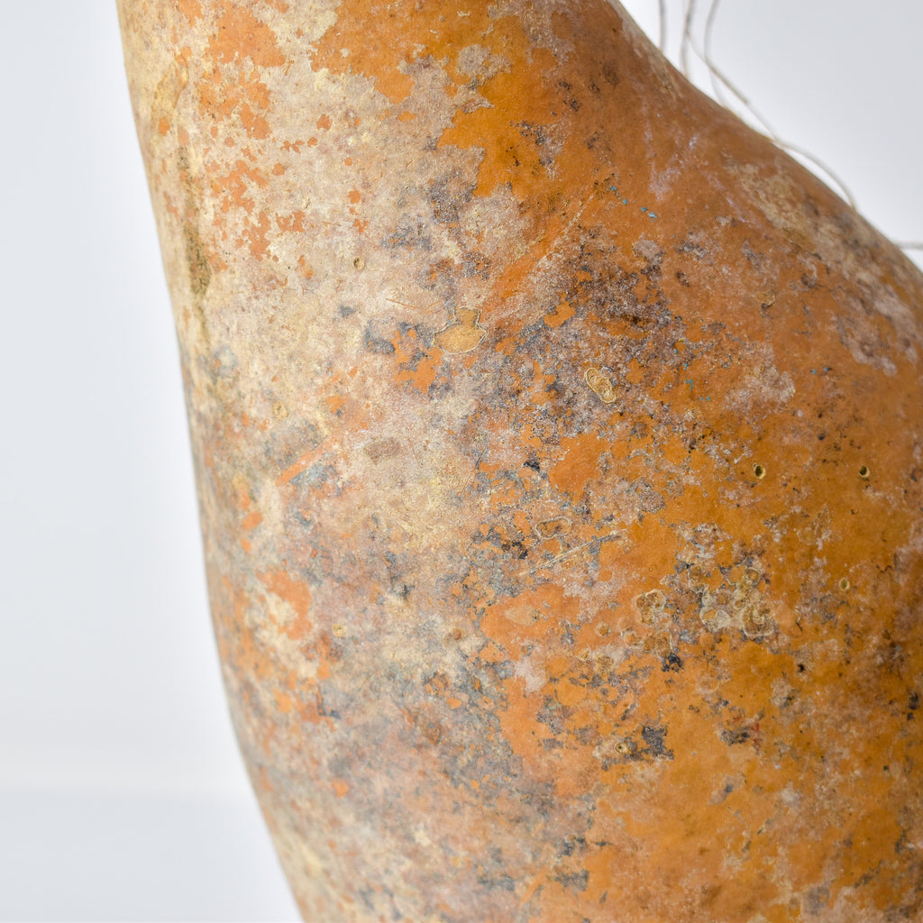 Calabash Gourd Nigeria
