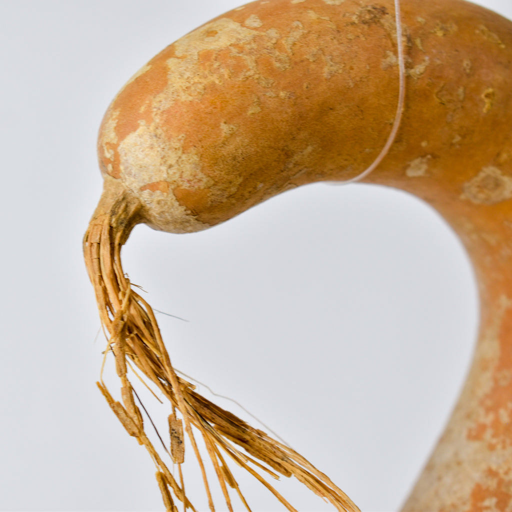 Calabash Gourd Nigeria