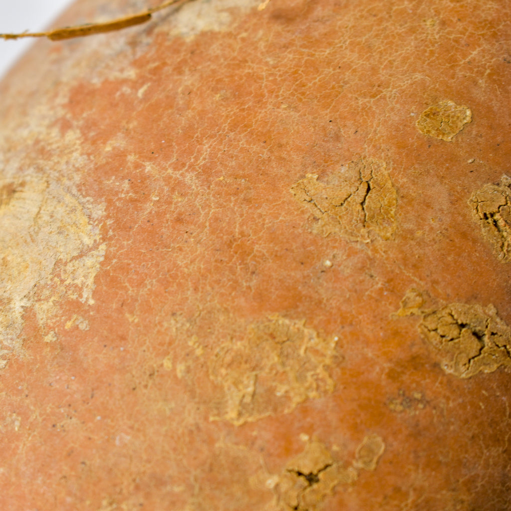 Calabash Gourd Nigeria