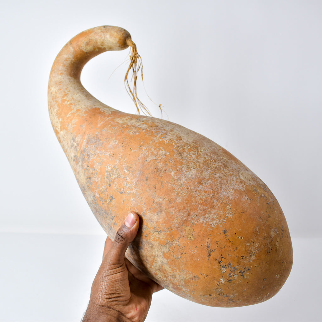 Calabash Gourd Nigeria