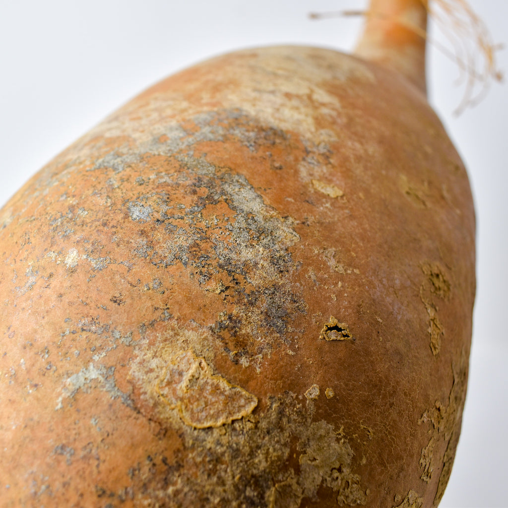 Calabash Gourd Nigeria