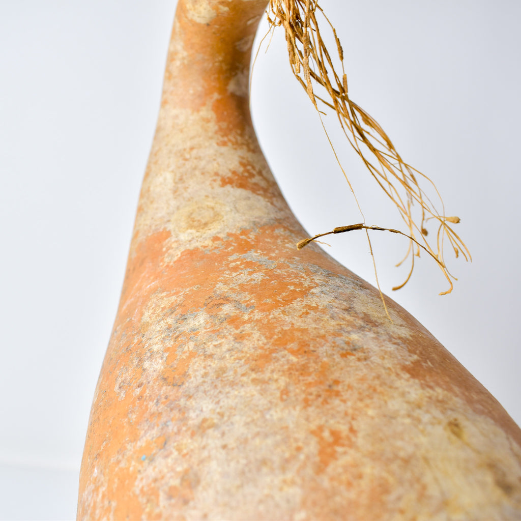 Calabash Gourd Nigeria