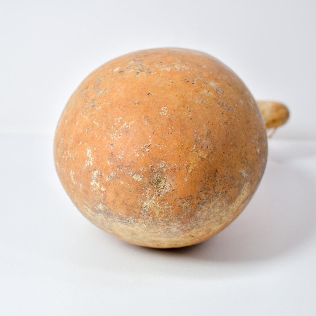 Calabash Gourd Nigeria