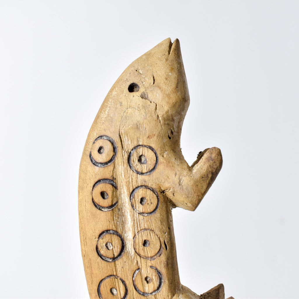 Lega Chameleon Congo