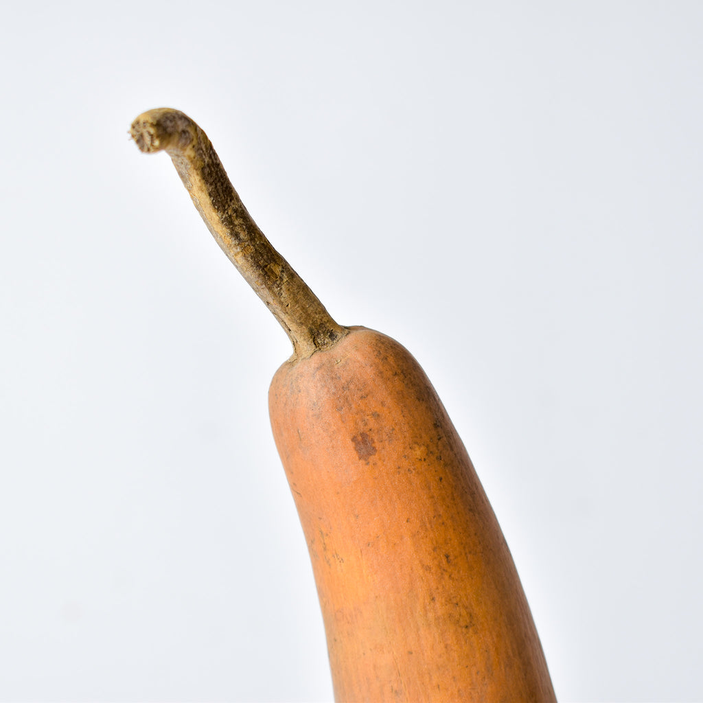 Calabash Shaker Gourd Asante Nigeria
