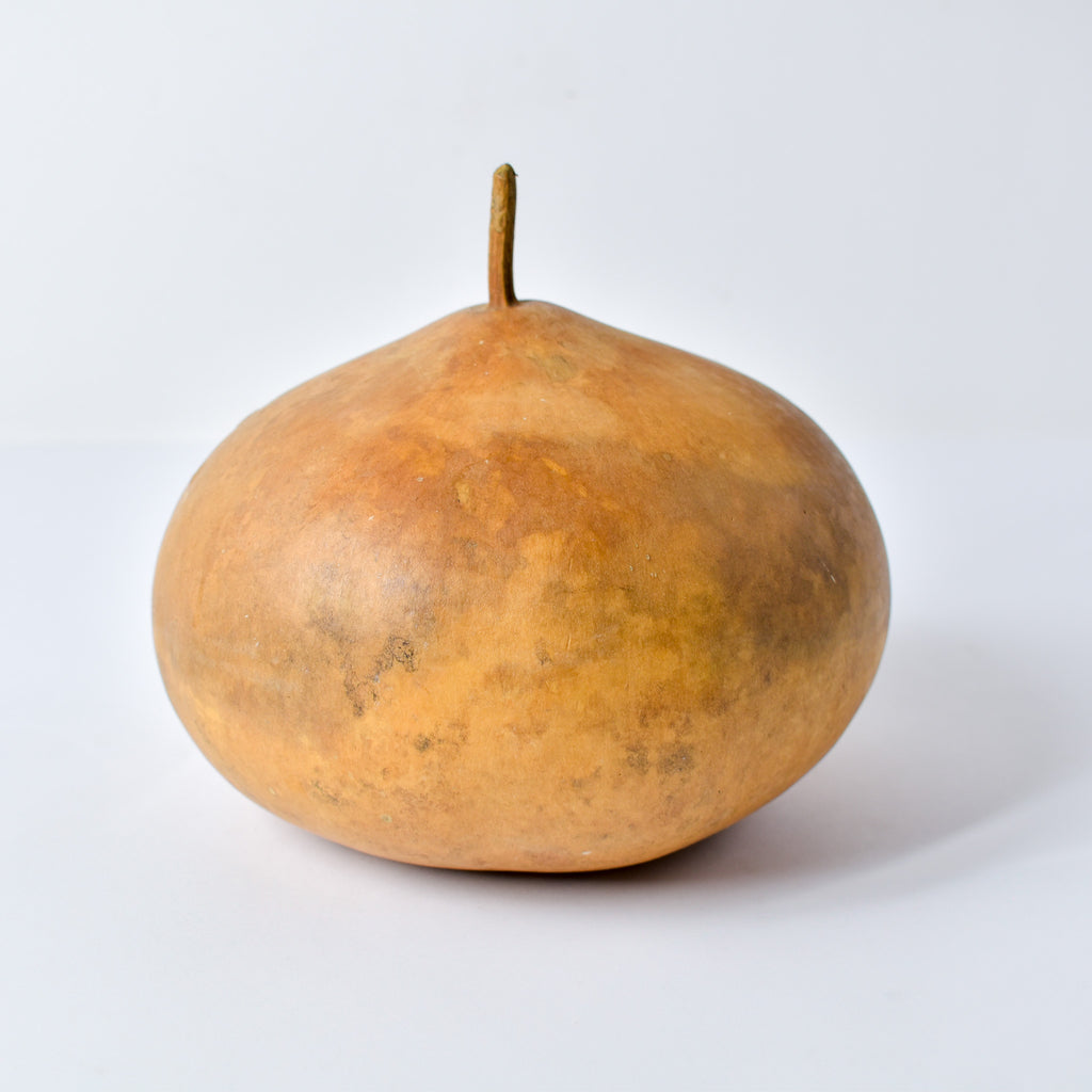 Calabash Gourd Nigeria