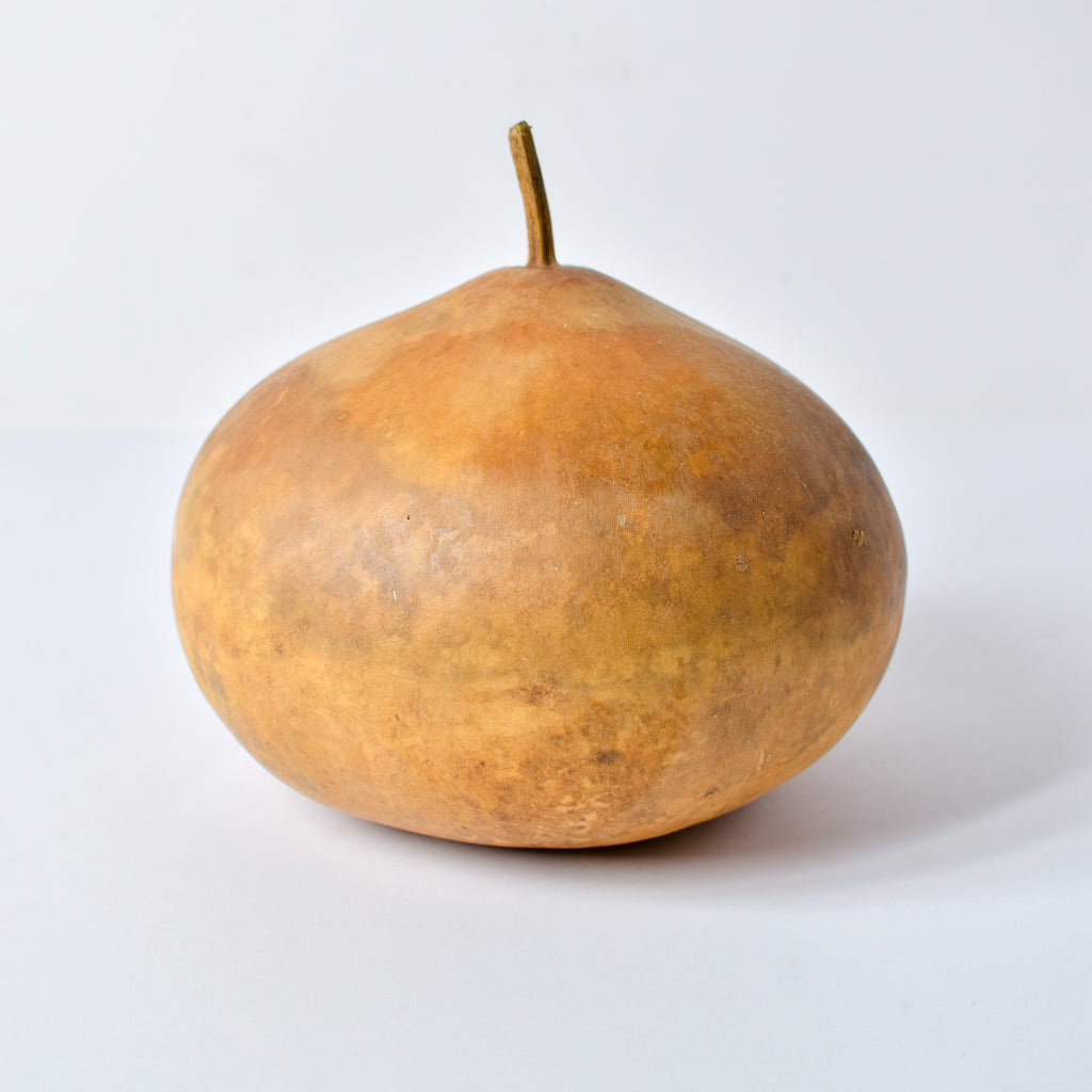 Calabash Gourd Nigeria