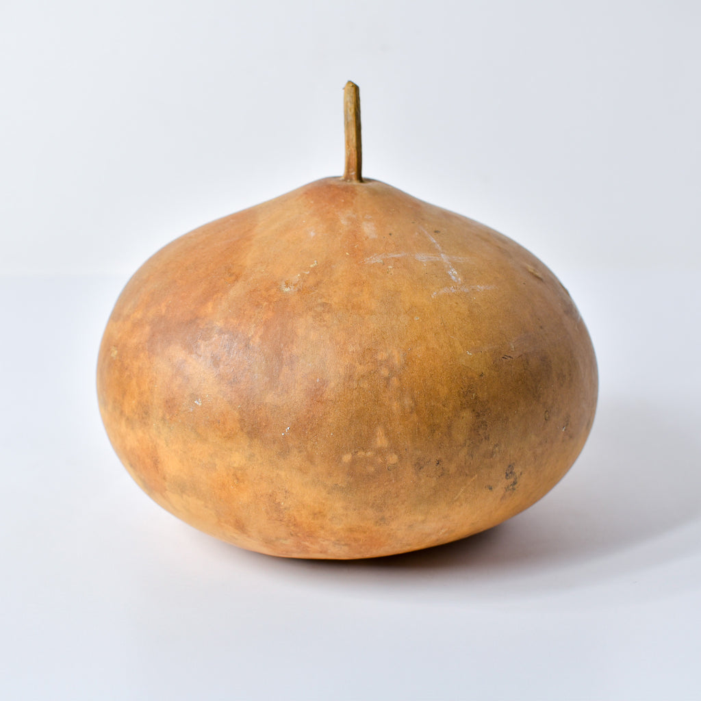 Calabash Gourd Nigeria