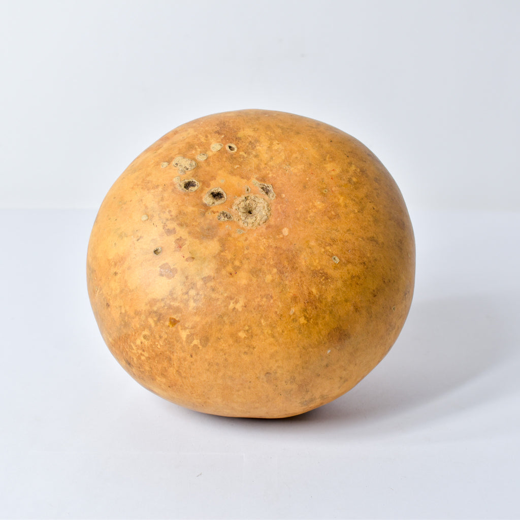 Calabash Gourd Nigeria