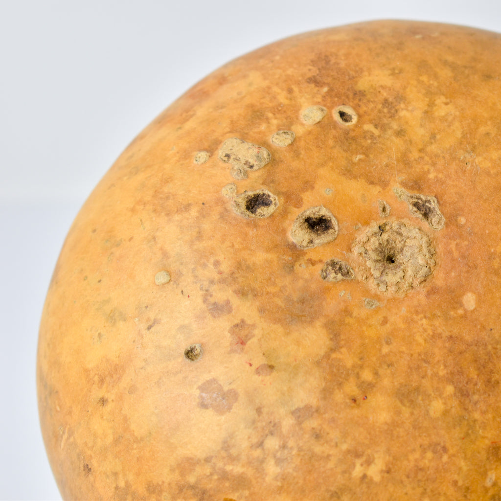 Calabash Gourd Nigeria