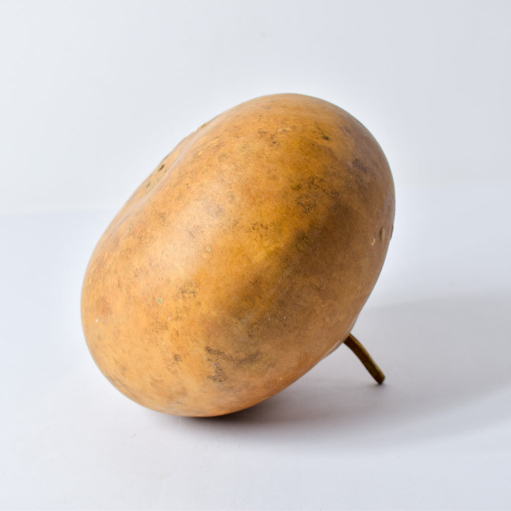 Calabash Gourd Nigeria