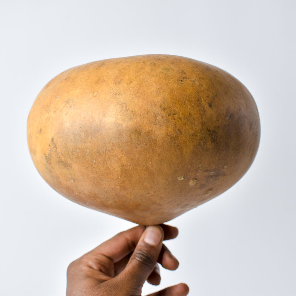 Calabash Gourd Nigeria