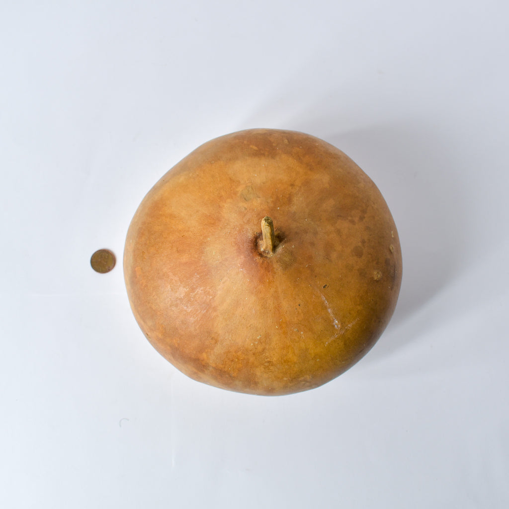 Calabash Gourd Nigeria