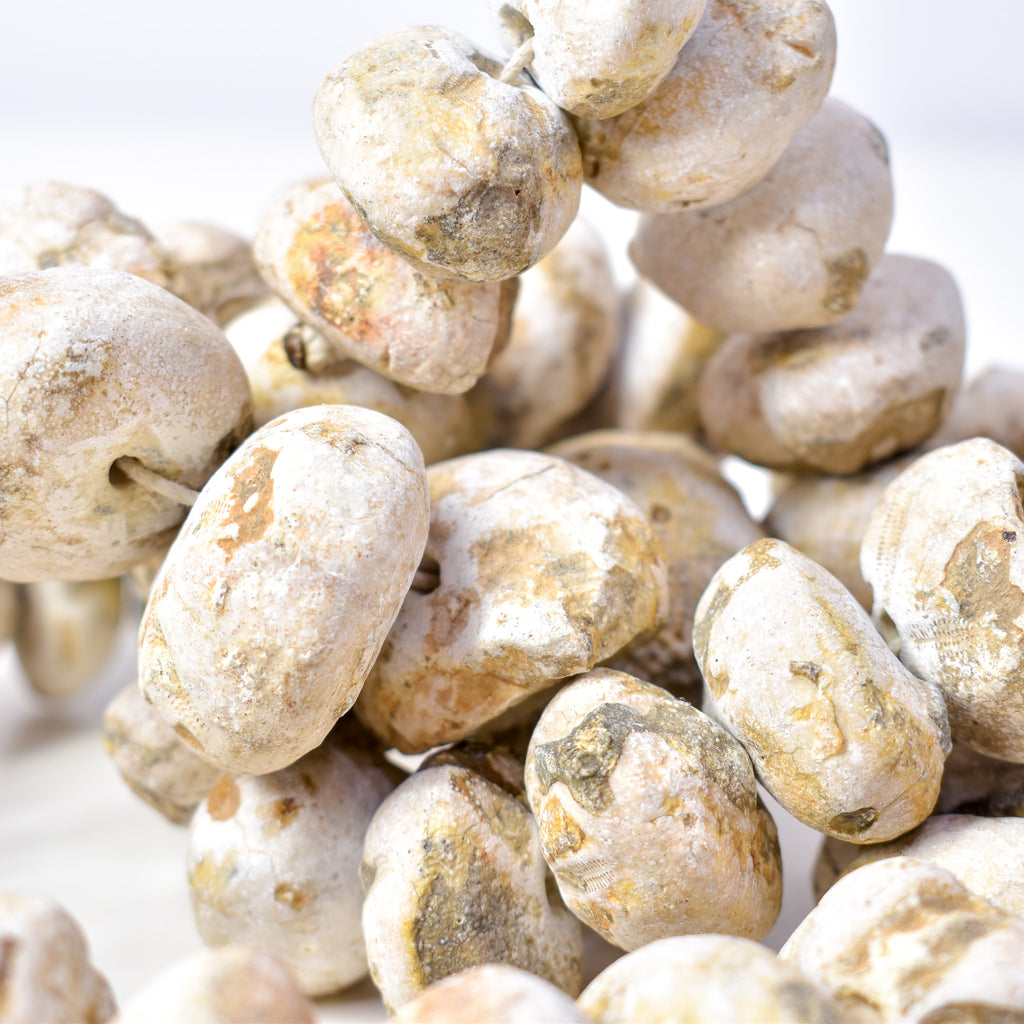 Fossilized Sand Dollar Trade Beads