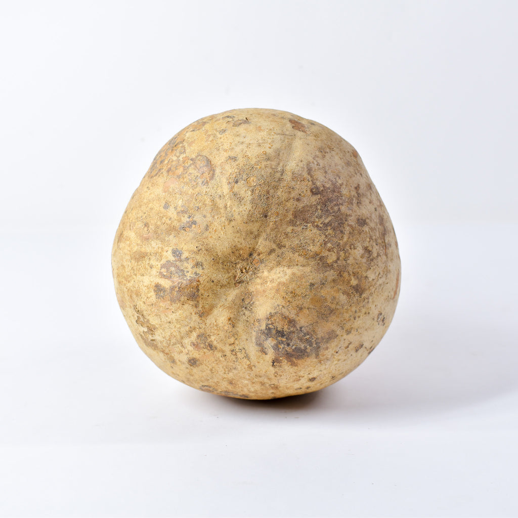 Calabash Shaker Gourd Asante Nigeria
