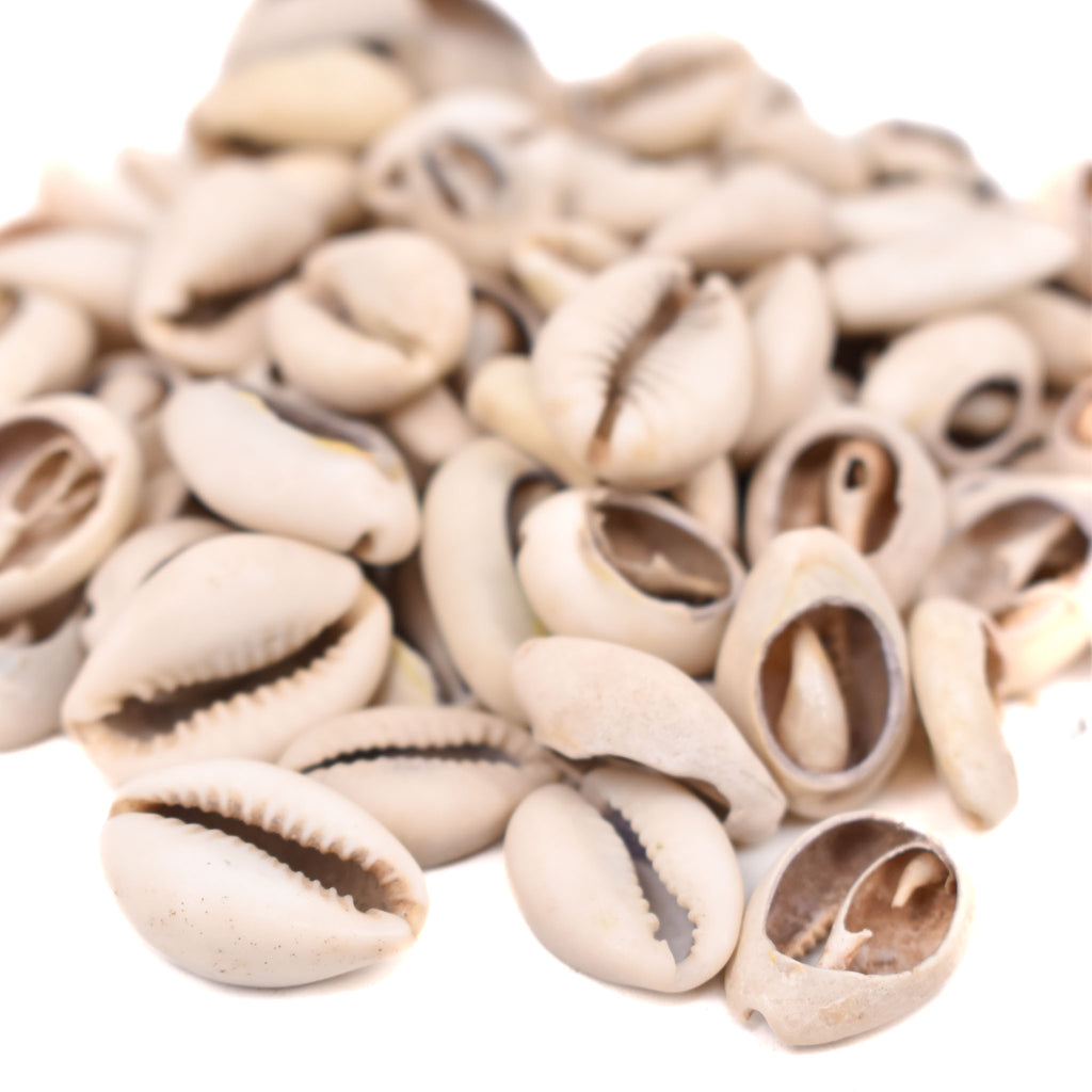 85 Cowrie Shells Congo