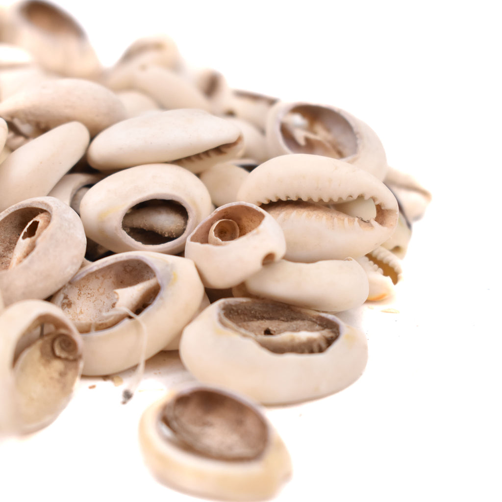 85 Cowrie Shells Congo