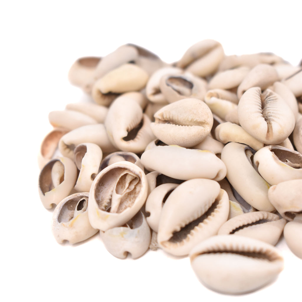 85 Cowrie Shells Congo