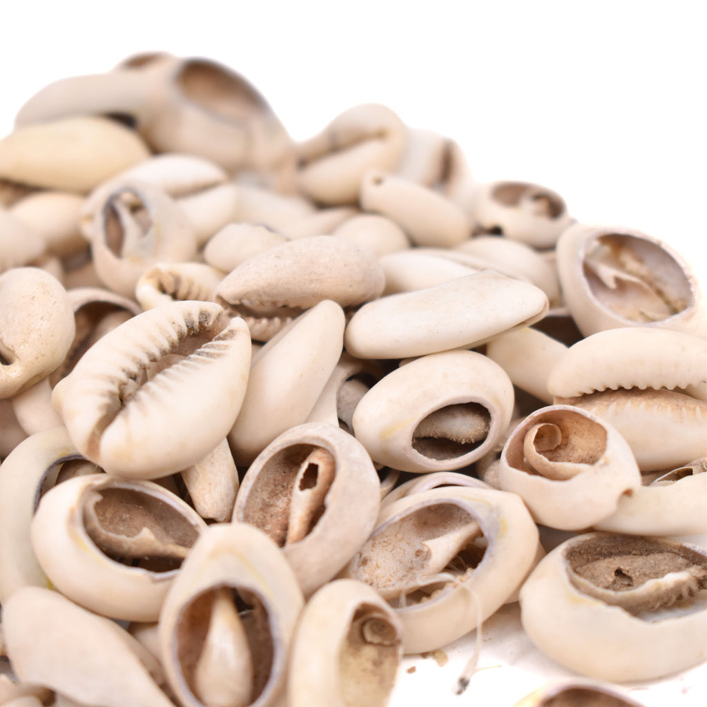 85 Cowrie Shells Congo