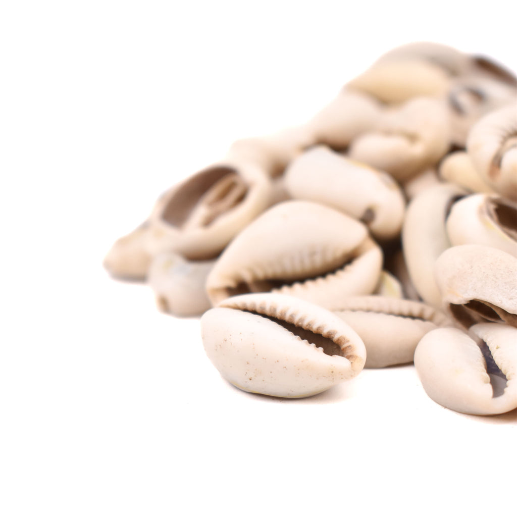 85 Cowrie Shells Congo