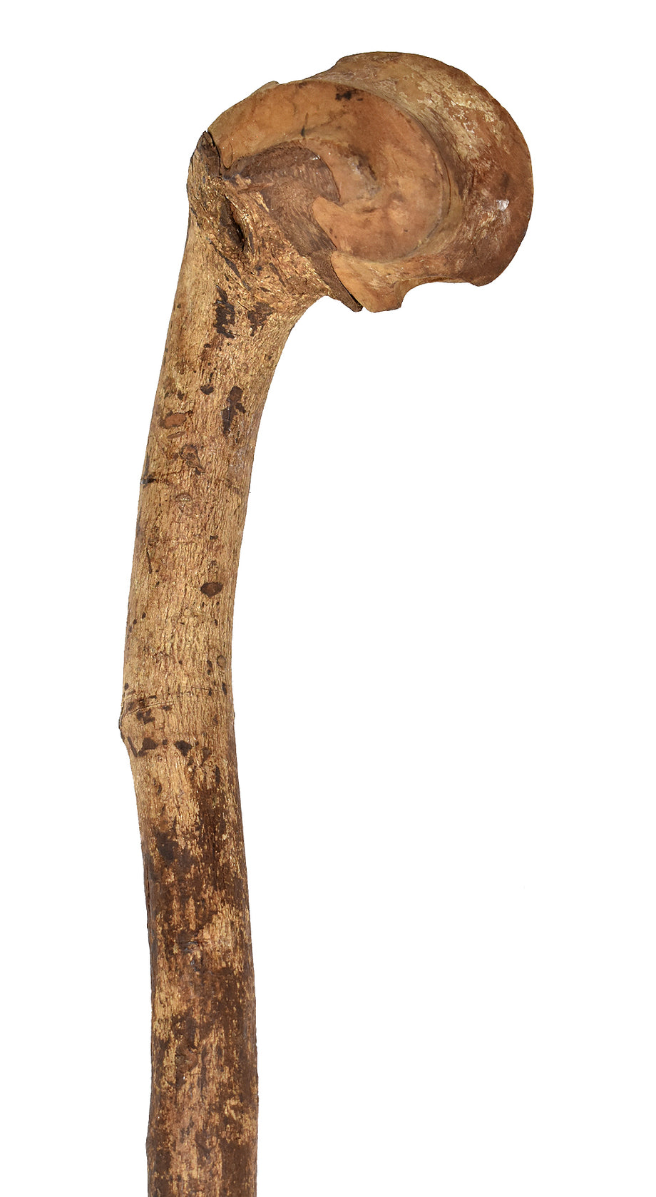 Zulu African Knob Kerrie Hand Carved Saligna Hard Wood Walking Stick o –