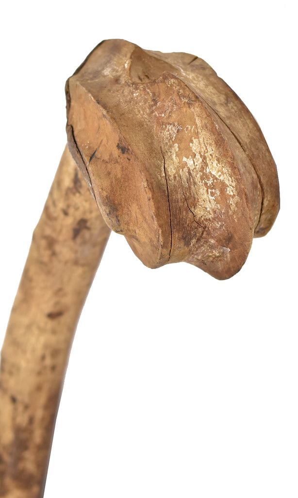 Zulu Knobkerrie Wood Walking Stick South Africa Dori Collection