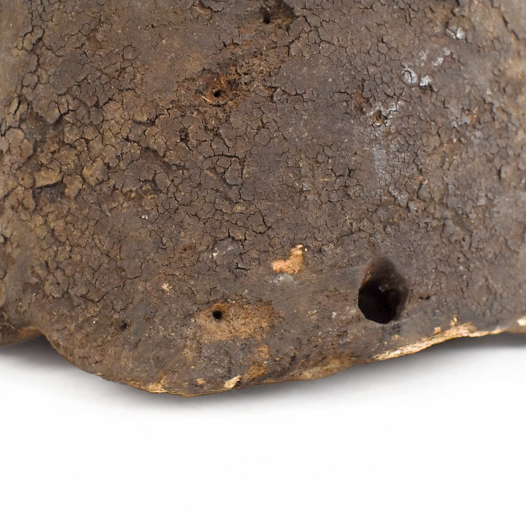 Mama Mangam Bush Cow Headcrest Nigeria
