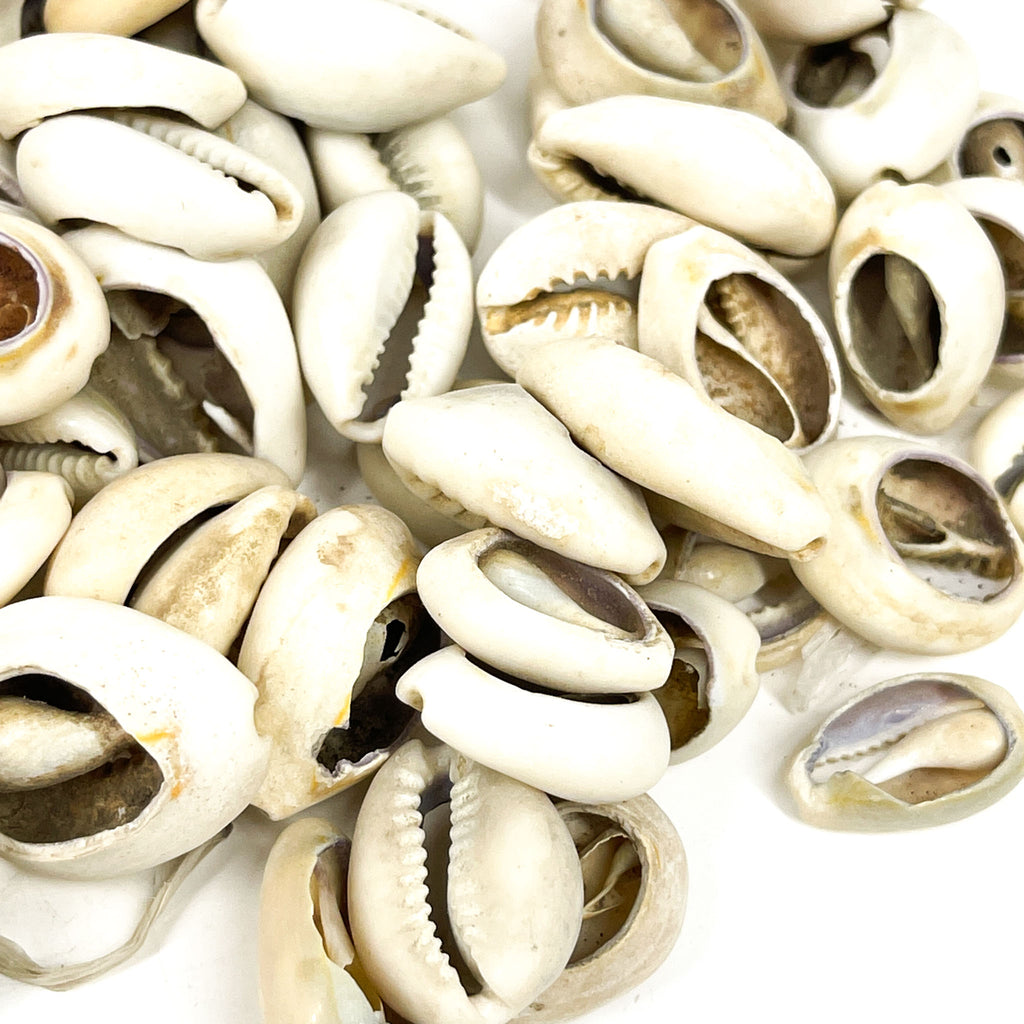 40 Cowrie Shells Congo